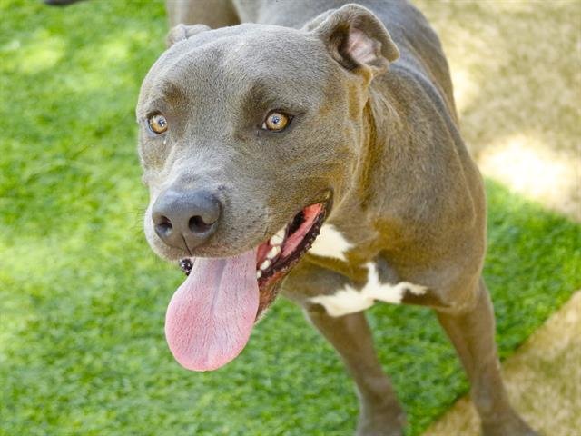 ROCKO Image