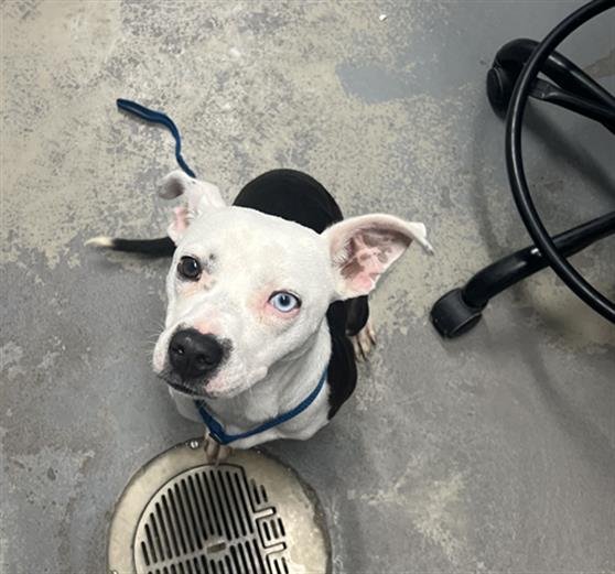 ZUMI - Catahoula Leopard Dog available for adoption