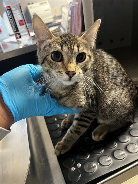 DAWN - Domestic Short Hair available for adoption