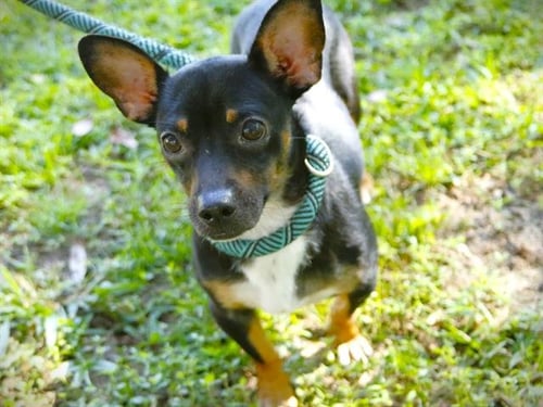 CHINA - Chihuahua available for adoption