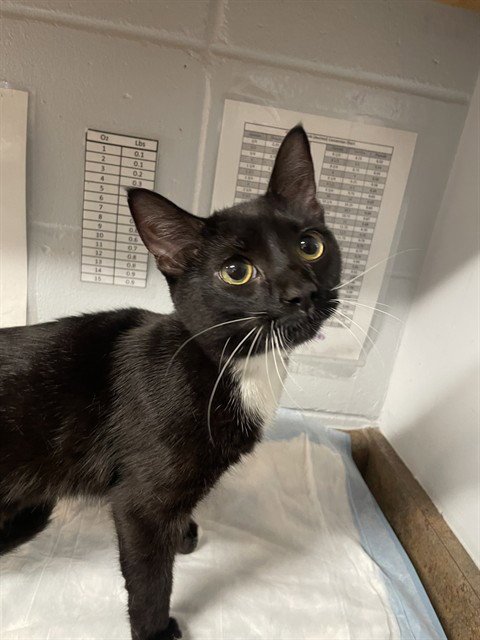 VENUS - Domestic Short Hair available for adoption