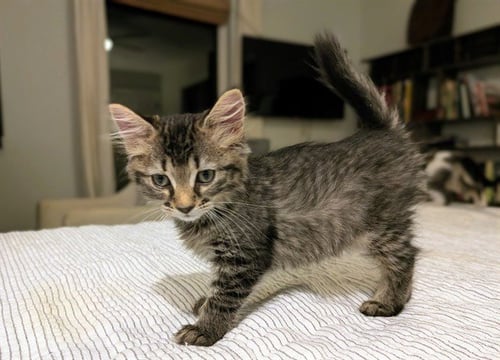 DON JULIO - Domestic Medium Hair available for adoption