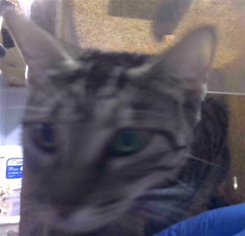 A221497 - Domestic Short Hair available for adoption