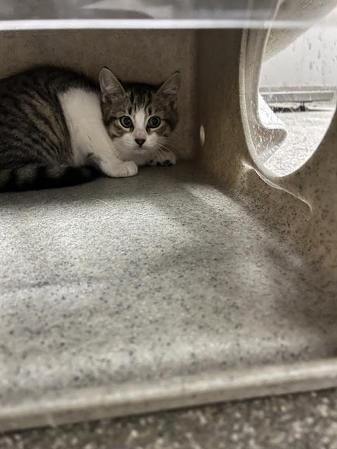 HONEY CRISP - Domestic Short Hair available for adoption