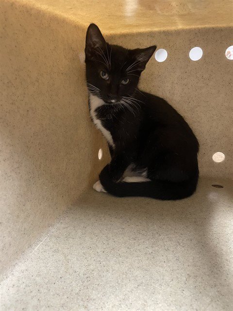 DUNKIN - Domestic Short Hair for adoption in Tallahassee