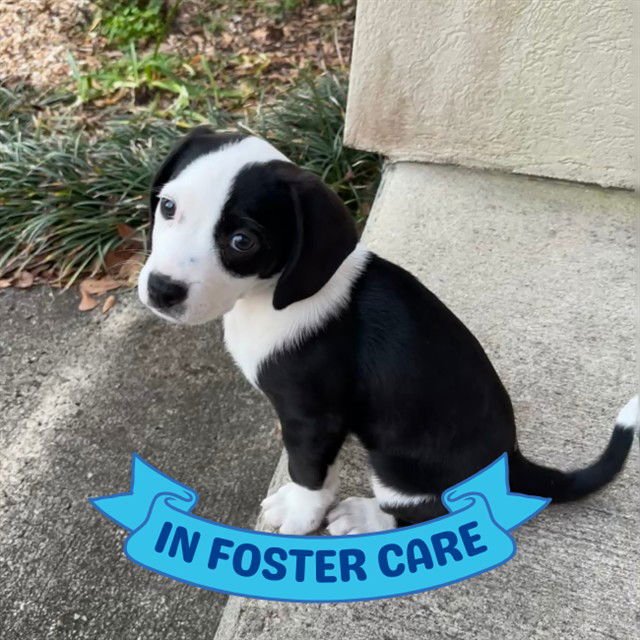 FLOWER - American Staffordshire Terrier available for adoption