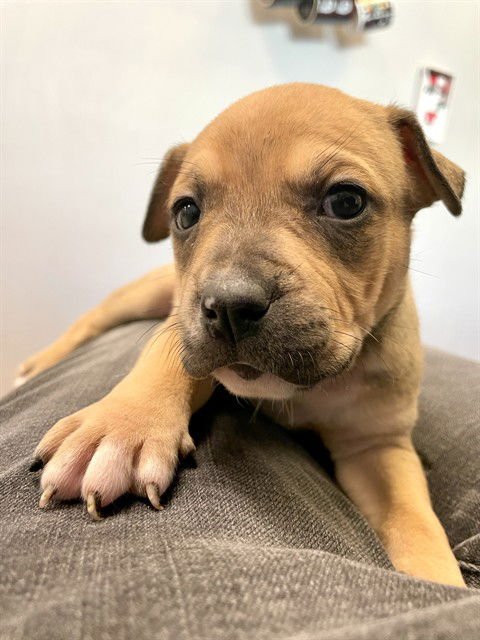 ADELE - Chinese Shar-Pei available for adoption