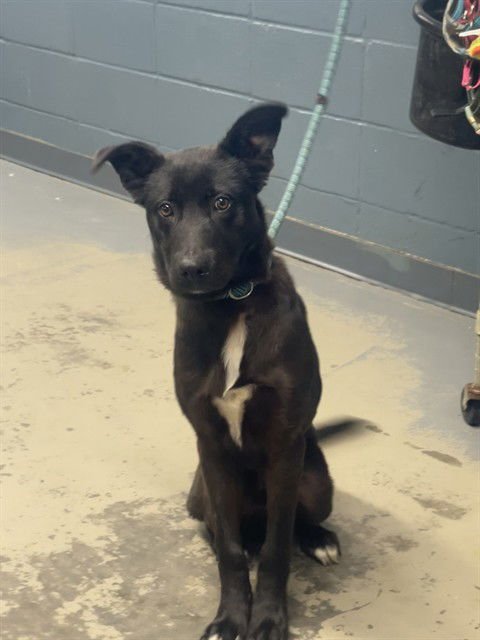 MEL - German Shepherd Dog available for adoption