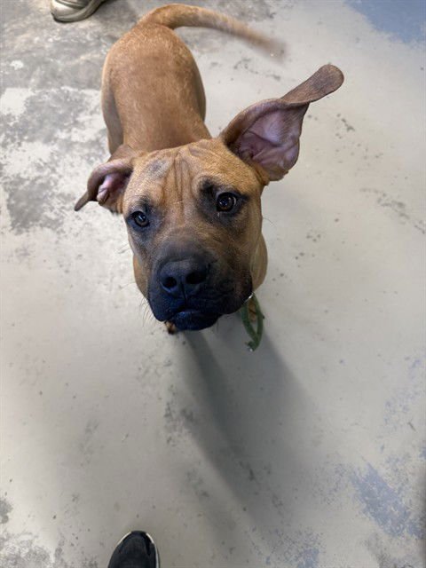 RYDER - Black Mouth Cur available for adoption