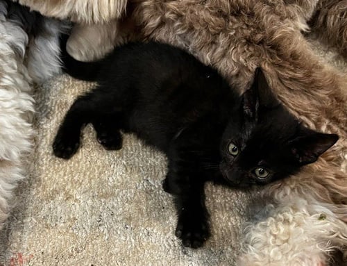 NOD - Domestic Short Hair available for adoption