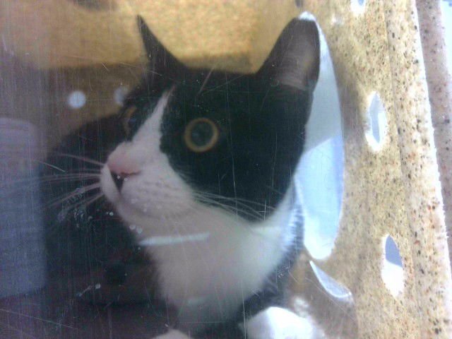 ELI - Domestic Short Hair available for adoption