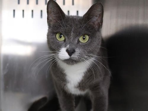 COLBY - Domestic Short Hair available for adoption