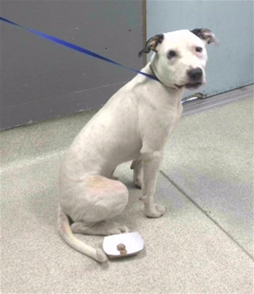 BOYKA - American Staffordshire Terrier available for adoption