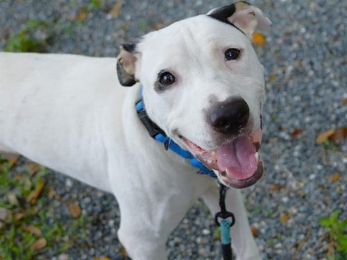 BOYKA - American Staffordshire Terrier available for adoption