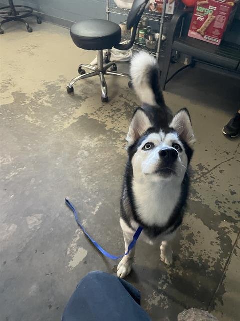 BELLA - Siberian Husky available for adoption