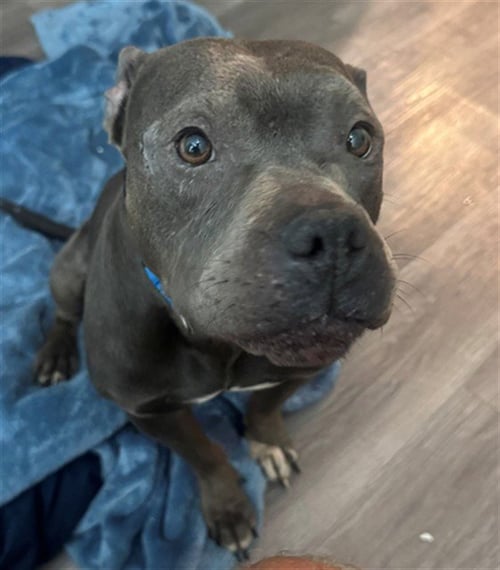 BUDDA - American Staffordshire Terrier available for adoption