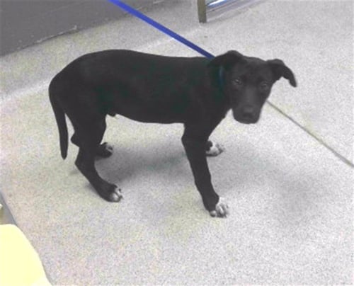 STEWIE - Labrador Retriever available for adoption