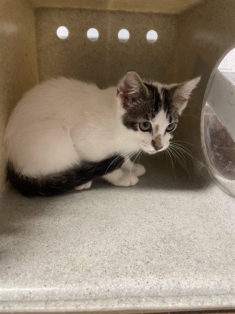 THEO - Domestic Short Hair available for adoption
