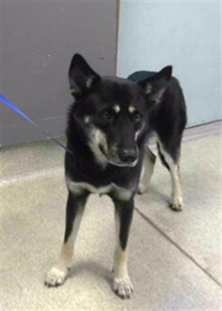 MELVIN - Husky / German Shepherd Dog available for adoption