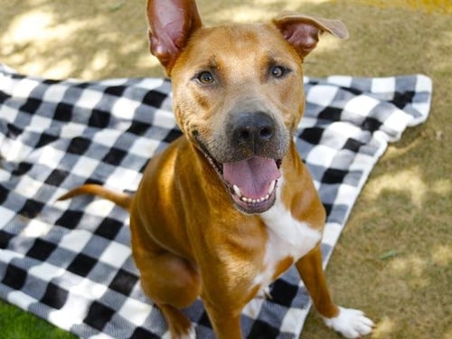 ODYSSEUS - Black Mouth Cur / German Shepherd Dog available for adoption