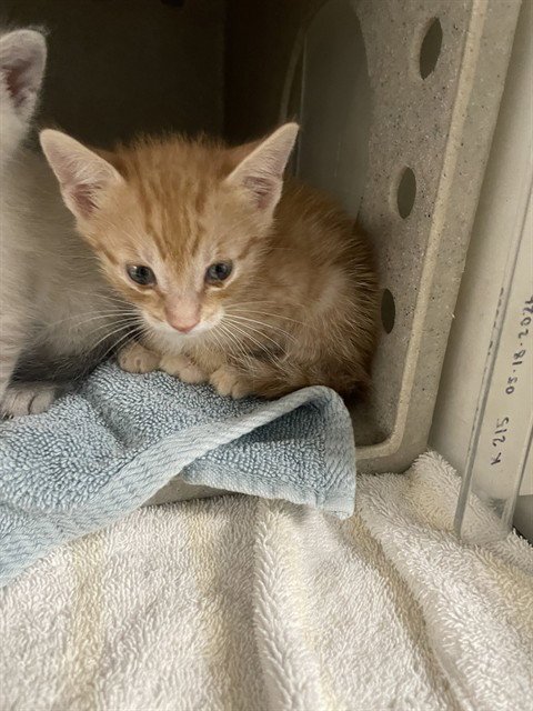 CARROT - Domestic Short Hair available for adoption