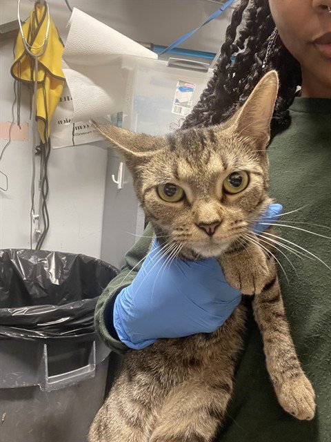 LAKAYA - Domestic Short Hair available for adoption