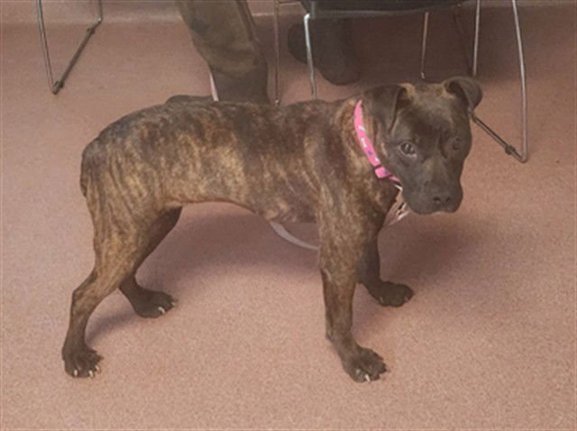 BROWNIE - American Staffordshire Terrier available for adoption