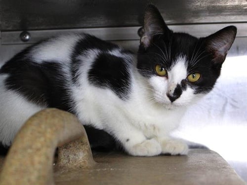 TIESTO - Domestic Short Hair available for adoption