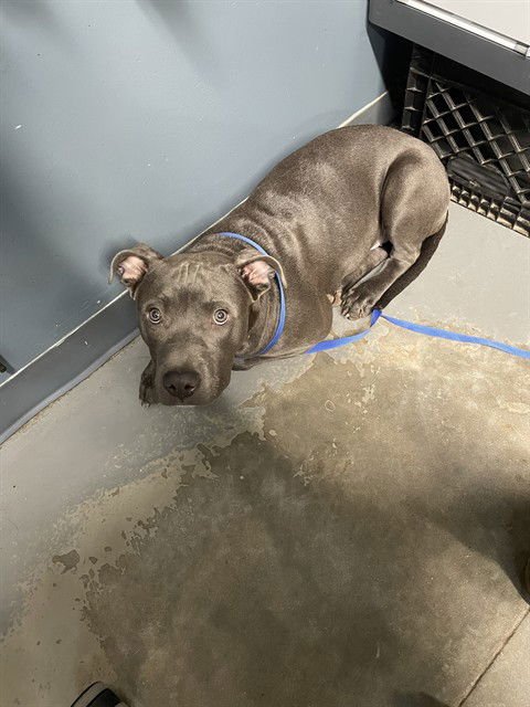 BULLET - American Staffordshire Terrier available for adoption