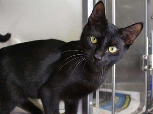 CODY - Domestic Short Hair available for adoption