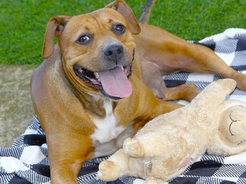 SLOAN - American Pit Bull Terrier for adoption in Tallahassee