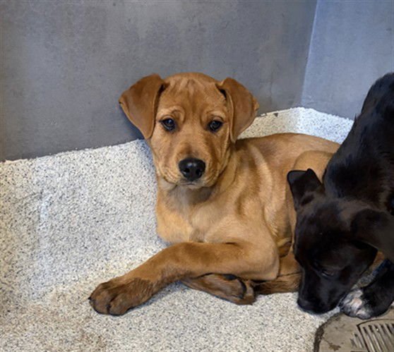 JODY - Labrador Retriever / American Staffordshire Terrier available for adoption