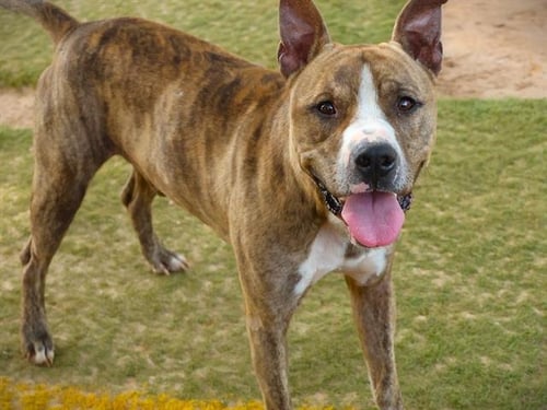 BATES - American Pit Bull Terrier available for adoption