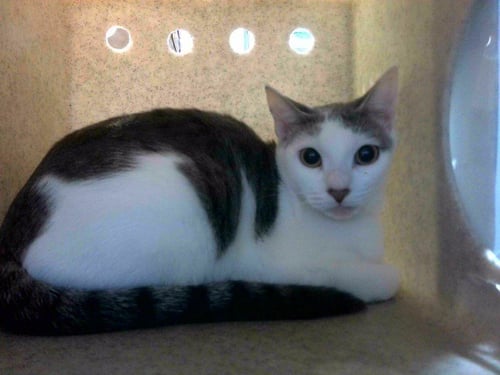 KURRY - Domestic Short Hair available for adoption