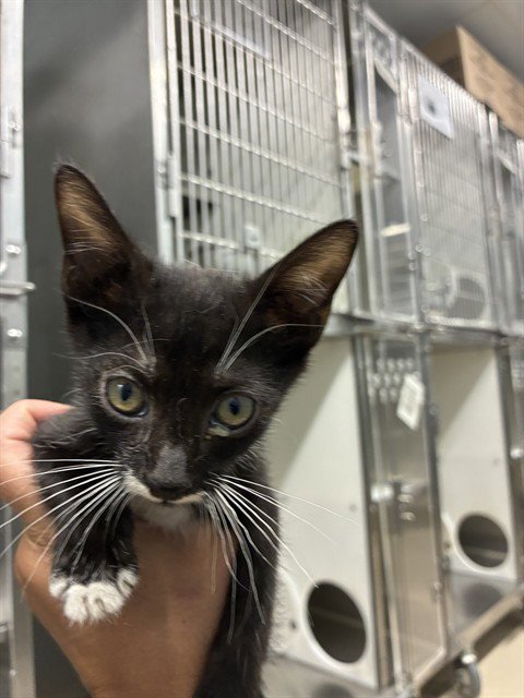 HEEBIE - Domestic Short Hair available for adoption