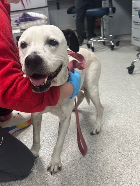 BELLA - American Staffordshire Terrier / Labrador Retriever available for adoption