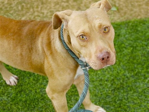 THEO - Staffordshire Bull Terrier available for adoption