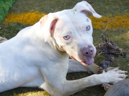 TAMMIE - English Pointer / American Pit Bull Terrier available for adoption