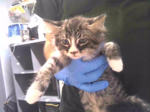 RAVIOLI - Domestic Medium Hair available for adoption