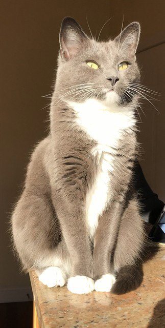 DAPHNE - Domestic Short Hair for adoption in Tallahassee