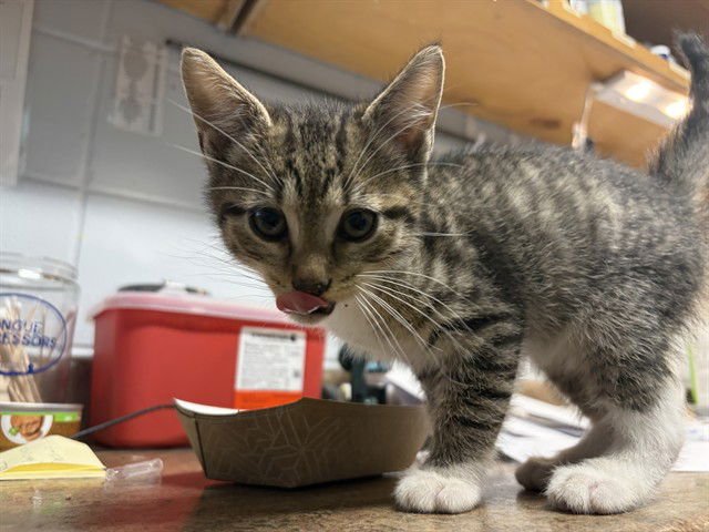 JAIME - Domestic Short Hair available for adoption