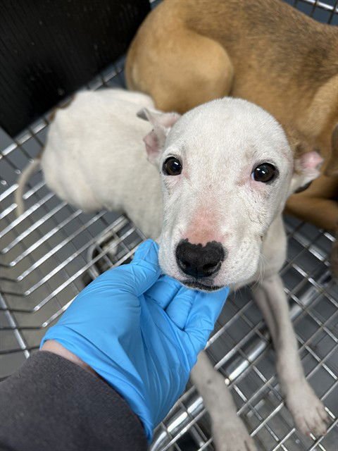 CHERRY - Labrador Retriever available for adoption