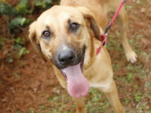 COOPER - Black Mouth Cur / Bloodhound available for adoption