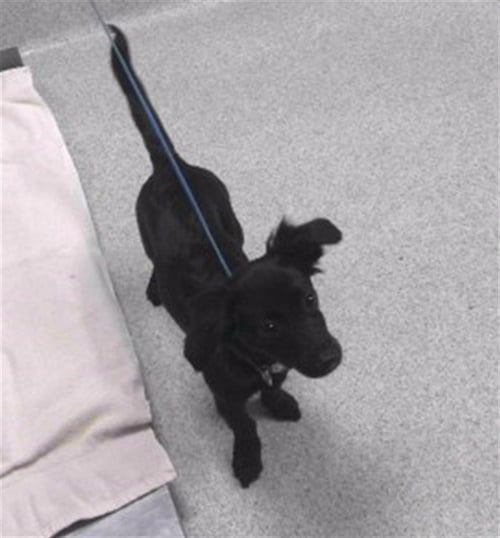 BABY - Dachshund available for adoption