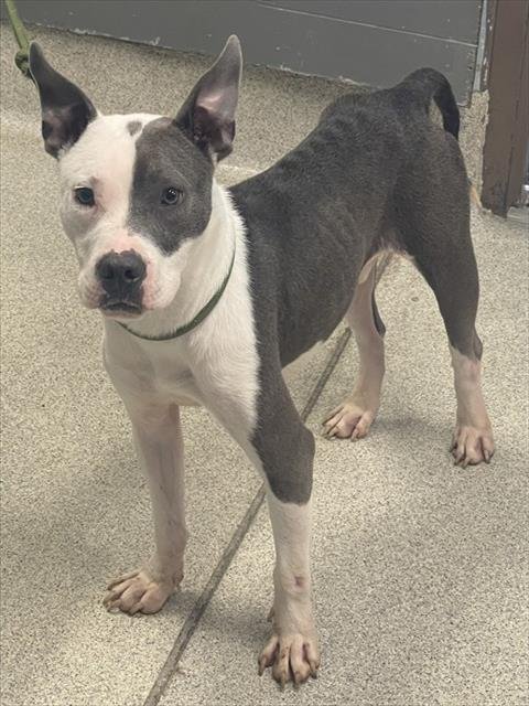 ZACK - American Staffordshire Terrier available for adoption