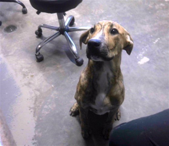 BAM BAM - Plott Hound / Rhodesian Ridgeback available for adoption