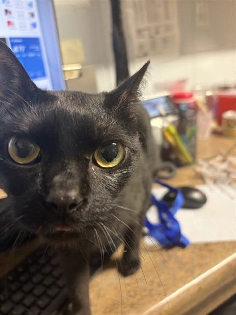 BUCK - Domestic Short Hair available for adoption