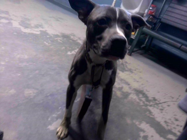 OBI - American Staffordshire Terrier available for adoption