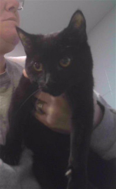 AYLA - Domestic Short Hair available for adoption