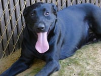 DIESEL - Photo 1
